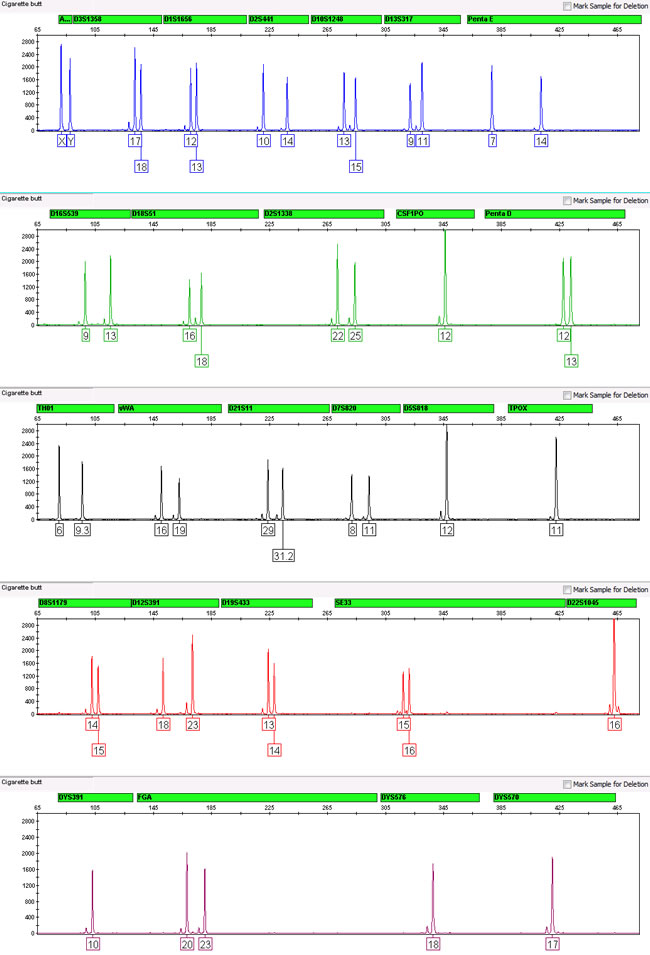 Cigarette butt DNA profile